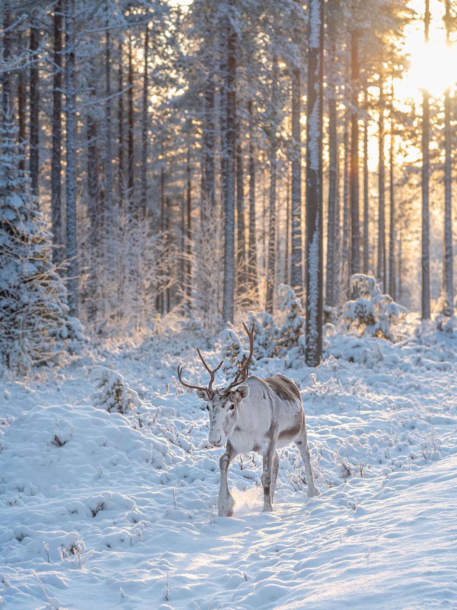 Napapiirin Jaervilomat Hotell Luukonniemi Exteriör bild